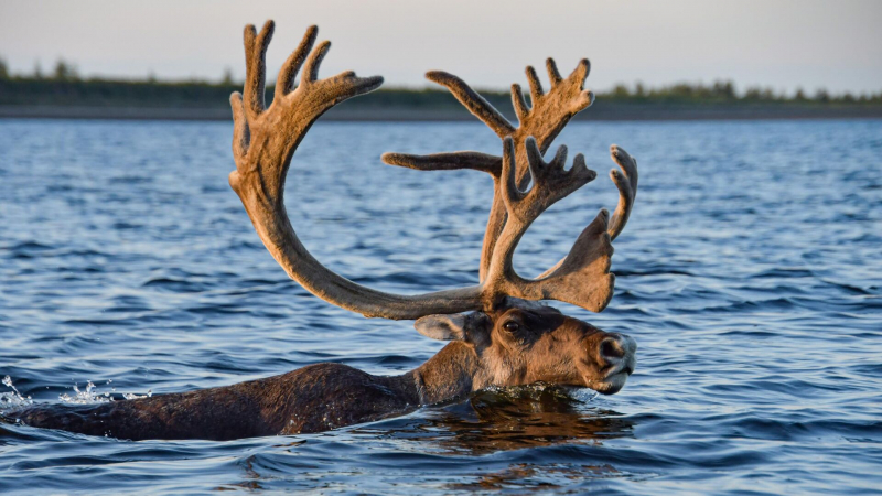 Охотнадзор ищет водяного оленя, который забрел в центр Владивостока