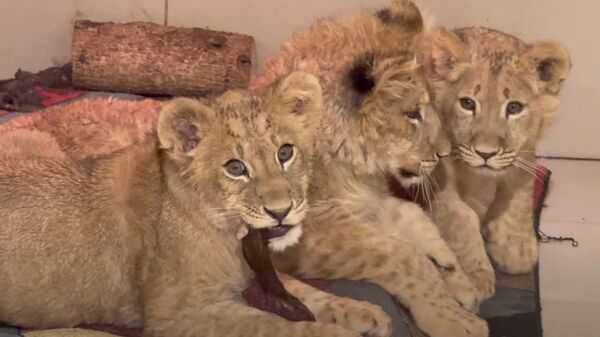 В сафари-парке "Тайган" познакомили друг с другом трех спасенных львят
