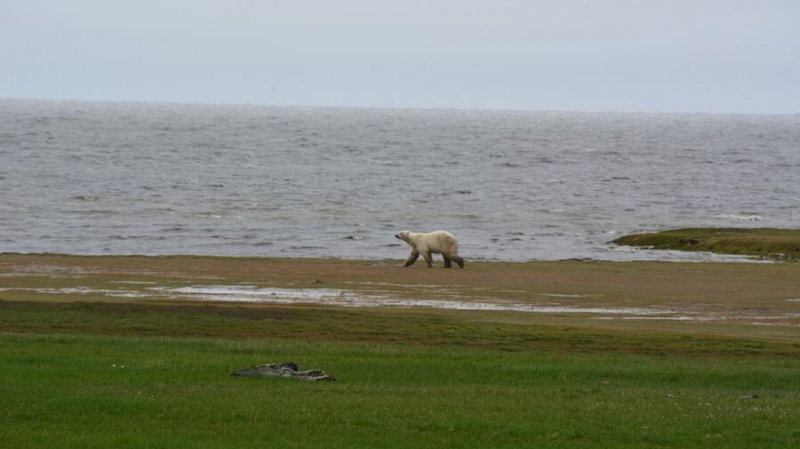 Нейросеть посчитала белых медведей в якутском заповеднике