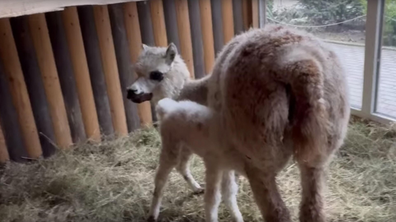 В Крыму родился детеныш альпаки с необычным рисунком на глазах