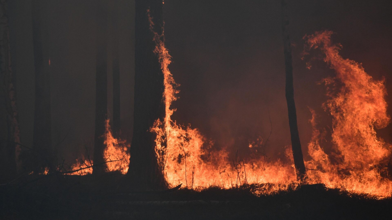 Эксперт призвал увеличивать финансирование борьбы с лесными пожарами