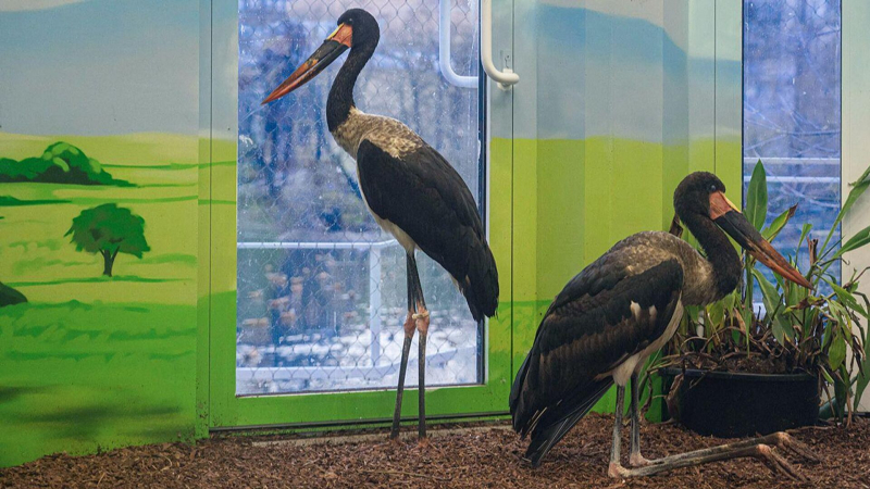 В Московском зоопарке появились самые большие аисты в мире
