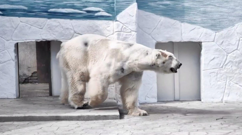В ростовском зоопарке объяснили непрезентабельный вид белого медведя Айона