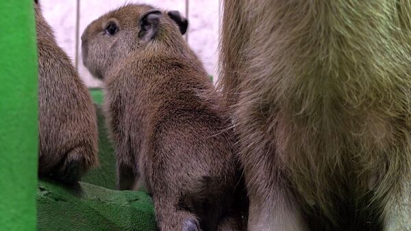 Посетители Московского зоопарка смогут принести подарки для зверей