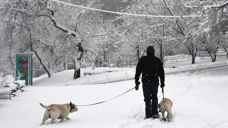 Кинолог рассказал об опасностях, которые снег может таить для собак